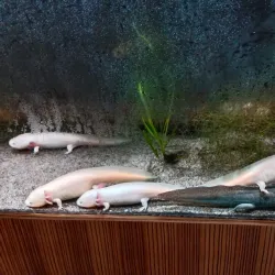 Gdynia Aquarium - Gdynia