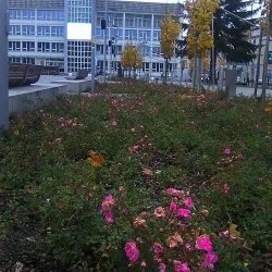 Koszalin City Hall - Koszalin