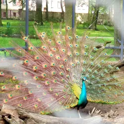 Park Miejski (City Park) - Krotoszyn