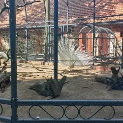 Park Miejski (City Park) - Krotoszyn