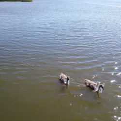 Lake Łebsko (Jezioro Łebsko) - Lebork