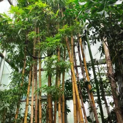 Palm House in Lodz - Lodz