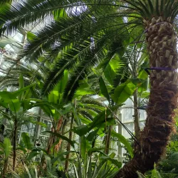 Palm House in Lodz - Lodz