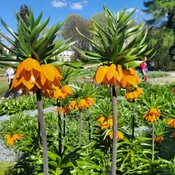Botanical Garden of Maria Curie-Skłodowska University - Lublin