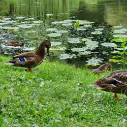 Botanical Garden of Maria Curie-Skłodowska University - Lublin