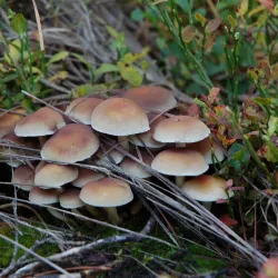 Lubliniec Park - Lubliniec