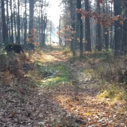 Lubliniec Park - Lubliniec