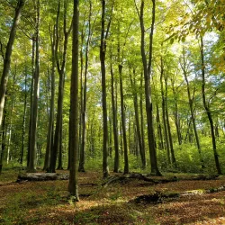 Nature Reserve 'Buczyna Lubliniecka' - Lubliniec