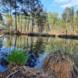 Nature Reserve 'Buczyna Lubliniecka' - Lubliniec