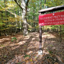 Nature Reserve 'Buczyna Lubliniecka' - Lubliniec
