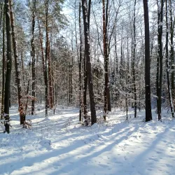 Nature Reserve 'Buczyna Lubliniecka' - Lubliniec