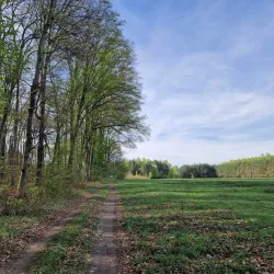Nature Reserve 'Buczyna Lubliniecka' - Lubliniec
