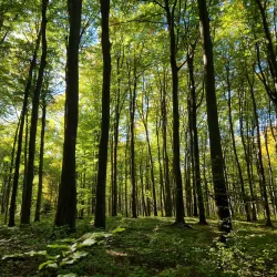 Nature Reserve 'Buczyna Lubliniecka' - Lubliniec