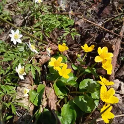 Nature Reserve 'Buczyna Lubliniecka' - Lubliniec
