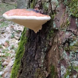 Nature Reserve "Jata" - Lukow