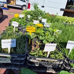 Market Square - Polaniec