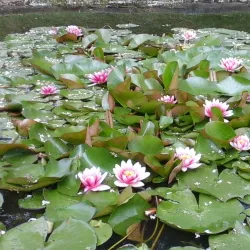 Park Miejski (City Park) - Radomsko