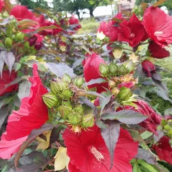 Rybnik City Park (Park im. Adama Mickiewicza) - Rybnik