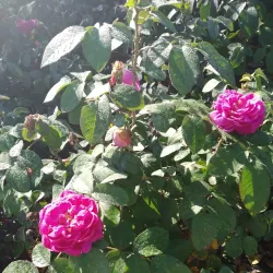 Rybnik Cultural Center (Rybnik Dom Kultury) - Rybnik