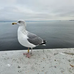 Sopot Pier Park - Sopot