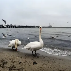 Sopot Pier Park - Sopot