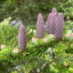 Botanical Garden - Starogard Gdanski