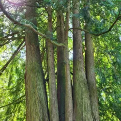 Botanical Garden - Starogard Gdanski