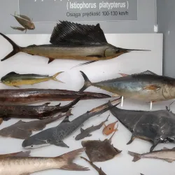 Marine Museum in Świnoujście - Swinoujscie