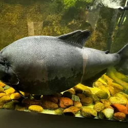 Marine Museum in Świnoujście - Swinoujscie