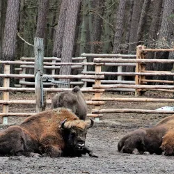 Wolin National Park - Swinoujscie