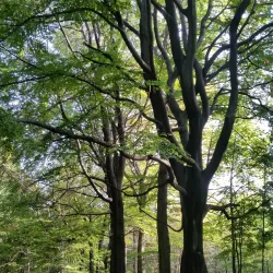 Repty Śląskie Nature Reserve - Tarnowskie Góry
