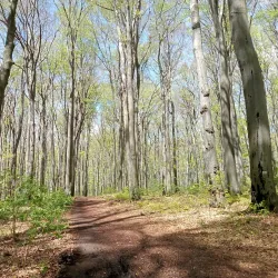Repty Śląskie Nature Reserve - Tarnowskie Góry