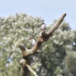 Bug River Nature Reserve - Ulhowek (Ulhówek)