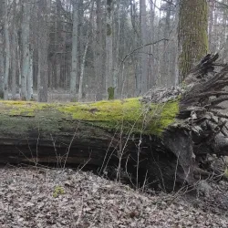 Bug River Nature Reserve - Ulhowek (Ulhówek)