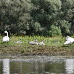 Bug River Nature Reserve - Ulhowek (Ulhówek)