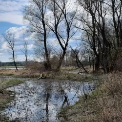 Bug River Nature Reserve - Ulhowek (Ulhówek)