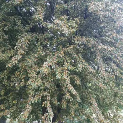 Ulhówek Village Park - Ulhowek (Ulhówek)