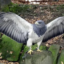 Leśny Park Niespodzianek (Forest of Surprises) - Ustroń