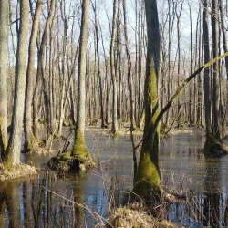 Kampinos National Park - Wieliszew