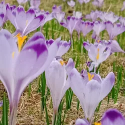 Chocholowska Valley (Dolina Chochołowska) - Zakopane