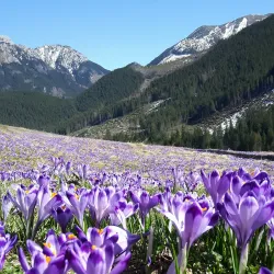 Chocholowska Valley (Dolina Chochołowska) - Zakopane