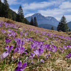 Chocholowska Valley (Dolina Chochołowska) - Zakopane