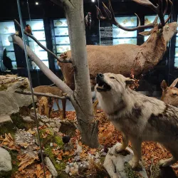 Tatra Museum (Muzeum Tatrzańskie) - Zakopane