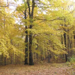 Kraków-Częstochowa Upland (Jura Krakowsko-Częstochowska) - Zawiercie