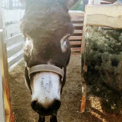 St. Stanislaus Church - Zawiercie