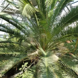 Palm House Amphitheater - Zielona Gora