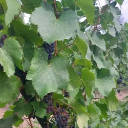 Winne Wzgórze (Wine Hill) - Zielona Gora