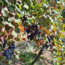 Winne Wzgórze (Wine Hill) - Zielona Gora