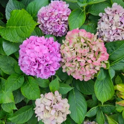 Winne Wzgórze (Wine Hill) - Zielona Gora