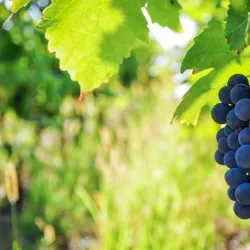 Zielona Gora Vineyards and Wine Cellars - Zielona Gora